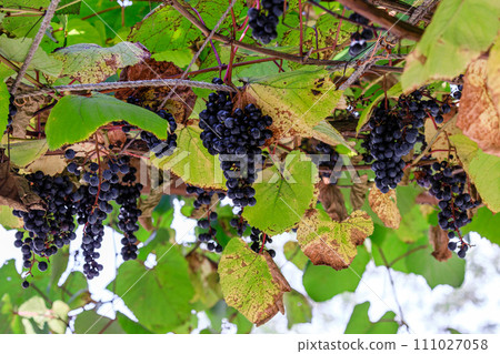 北海道由仁町，野葡萄成熟[10月] 111027058