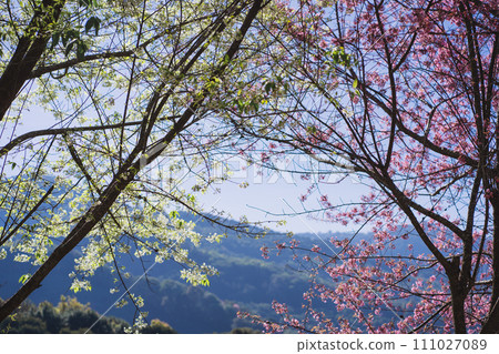travel in nature concept with pink cherry blossom tree and clear sky in springtime season travel in nature concept with pink cherry blossom tree and clear sky in springtime season 111027089