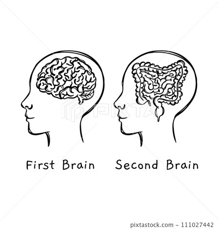 INTESTINE IS SECOND BRAIN MONOCHROME Human Health Medicine Lifestyle Teaching Students Vector Illustration Visual Sketch Of Head On Banner 111027442