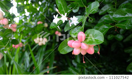 Bengal Currant or Christ's Thorn fruit and has a scientific name that Carissa carandas 111027542