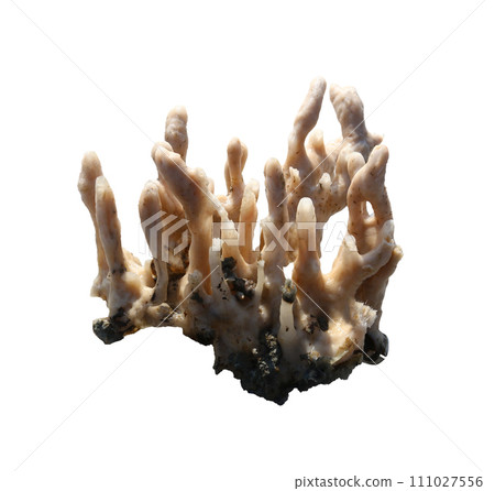 Marine sponges or coralline sponge Isolated on white background.. Marine sponges or coralline sponge Isolated on white background.. 111027556