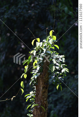 A tree in the forest that can be used to make medicine and cook in local Thailand. A tree in the forest that can be used to make medicine and cook in local Thailand. 111027560