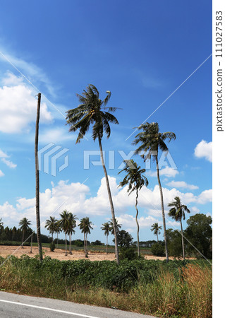 Dead and alive coconut trees in a sunny day. Dead and alive coconut trees in a sunny day. 111027583