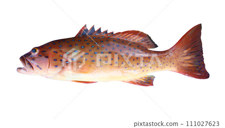 Spotted coral-grouper or Bar-cheek coral trout fish isolated on white. Spotted coral-grouper or Bar-cheek coral trout fish isolated on white. 111027623