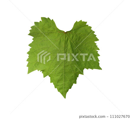 Brightness of the green leaves grape isolated on white background. 111027670