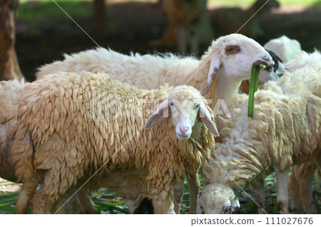 Sheep in the farm are eating grass happily. Sheep in the farm are eating grass happily. 111027676