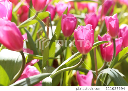Pink tulips and sunlight in the morning of a winter flower garden. 111027694
