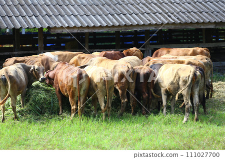 Cows are eating food in an animal farm. Cows are eating food in an animal farm. 111027700