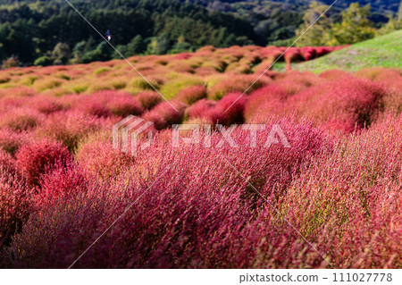 北海道由仁町的地膚樹開始變色【10月】 111027778