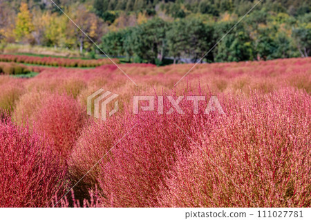北海道由仁町的地膚樹開始變色【10月】 111027781