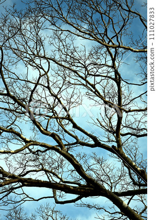 冬天枯樹和藍天 111027833