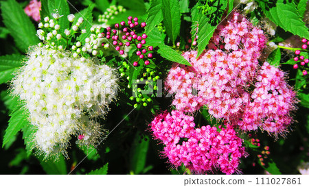 Landscape of white and pink spirea flowers in full bloom 111027861