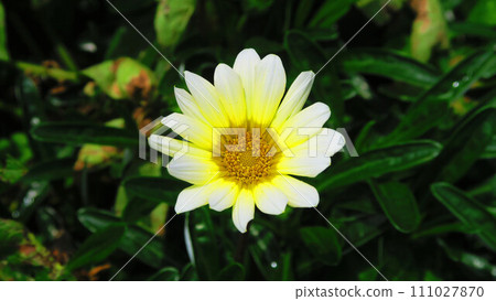 Beautiful landscape of gazania flowers (dark background) 111027870