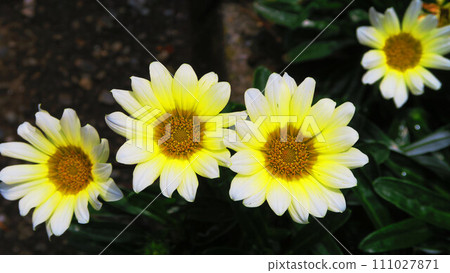 雜色菊花的美麗風景（深色背景） 111027871