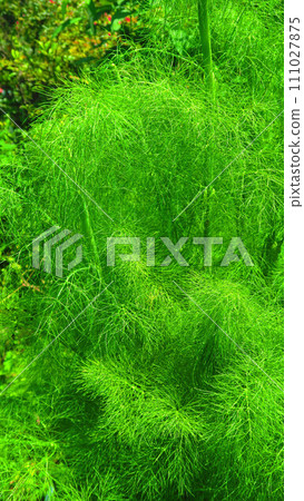 茴香葉景觀 111027875