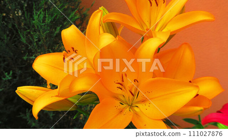 亞洲百合（超級百合）橙色花景觀 111027876