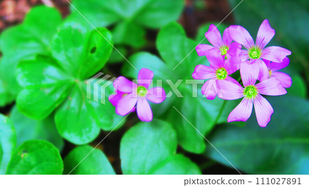 風景與粉紅色的酢漿草花 風景與粉紅色的酢漿草花 111027891