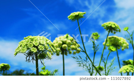 胡蘿蔔花和藍天的風景 胡蘿蔔花和藍天的風景 111027892