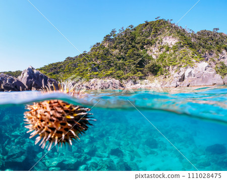 美麗的豪豬魚(豪豬科)漂浮在水面上。伊豆群島風格的東京根島丸濱。 2023年1 美麗的豪豬魚(豪豬科)漂浮在水面上。伊豆群島風格的東京根島丸濱。 2023年1 111028475
