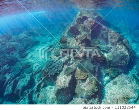 美麗的珊瑚群落,例如桌珊瑚。伊豆群島風格的東京根島丸濱。拍攝於 2023 年 11 月 2 日 美麗的珊瑚群落,例如桌珊瑚。伊豆群島風格的東京根島丸濱。拍攝於 2023 年 11 月 2 日 111028544