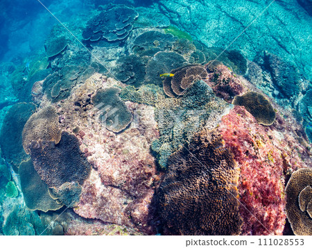 美麗的珊瑚群落，例如桌珊瑚。伊豆群島風格的東京根島丸濱。拍攝於 2023 年 11 月 2 日 111028553