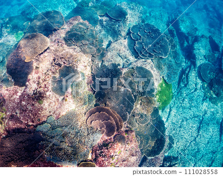 Beautiful coral colonies such as table coral. At Izu Islands-style Nejima Marunegahama, Tokyo. Photographed on November 2, 2023 111028558