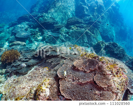 Tropical redfish, Akebono butterflyfish, Yarikatagi (family Butterflyfish) and other groups. Tropical redfish, Akebono butterflyfish, Yarikatagi (family Butterflyfish) and other groups. 111028560