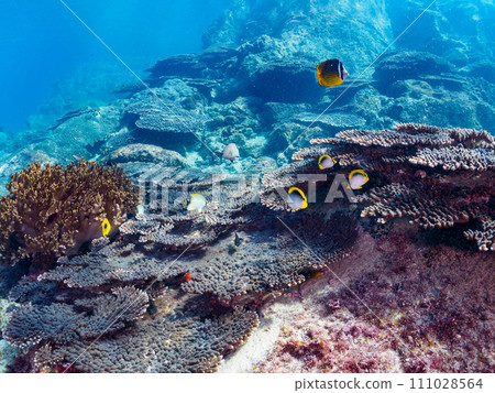 Tropical redfish, Akebono butterflyfish, Yarikatagi (family Butterflyfish) and other groups. Tropical redfish, Akebono butterflyfish, Yarikatagi (family Butterflyfish) and other groups. 111028564