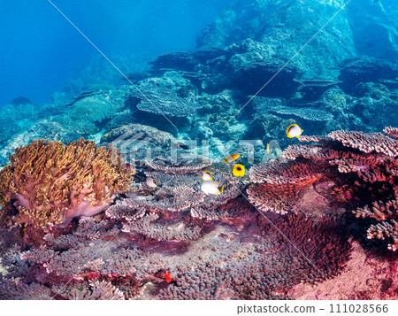 Tropical redfish, Akebono butterflyfish, Yarikatagi (family Butterflyfish) and other groups. Tropical redfish, Akebono butterflyfish, Yarikatagi (family Butterflyfish) and other groups. 111028566