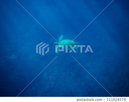 A beautiful and large green sea turtle (Sea Turtle family) and a colony of coral. At Izu Islands-style Nejima Marunegahama, Tokyo. 202 111028578