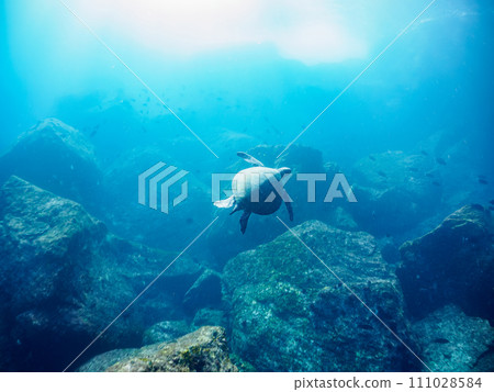 一隻美麗的大型綠海龜（海龜科）和一群珊瑚。伊豆群島風格的東京根島丸濱。第202章 111028584