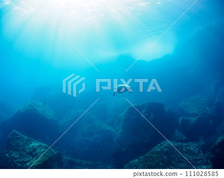 一隻美麗的大型綠海龜（海龜科）和一群珊瑚。伊豆群島風格的東京根島丸濱。第202章 111028585