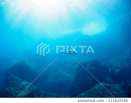 A beautiful and large green sea turtle (Sea Turtle family) and a colony of coral. At Izu Islands-style Nejima Marunegahama, Tokyo. 202 111028586