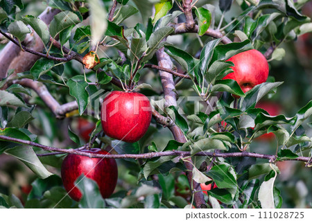 北海道壯瞥町鮮紅的蘋果成熟 [9 月] 111028725