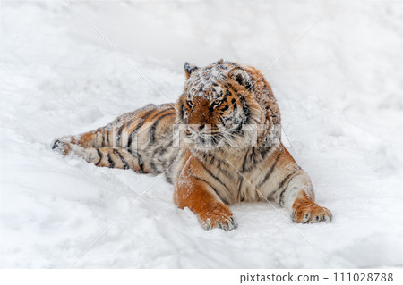 Closeup Adult Tiger in cold time. Tiger snow in wild winter nature 111028788