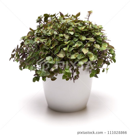 Potted Callisia house plant in white ceramic pot on white background Potted Callisia house plant in white ceramic pot on white background 111028866