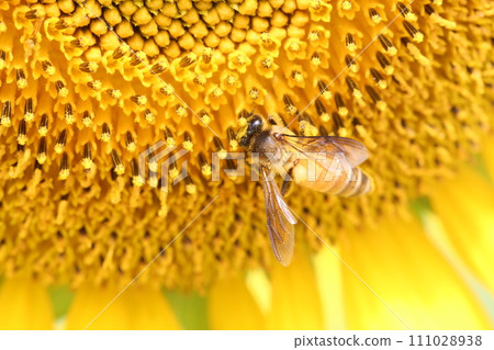 Blooming Sunflower with closeup on pollen and have bees sucking nectar. 111028938