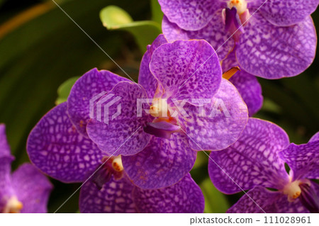 Purple orchid in bloom of Focus on the middle of the flower. 111028961