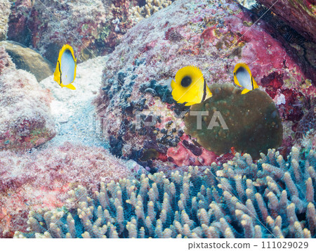 Tropical redfish, Akebono butterflyfish, Yarikatagi (family Butterflyfish) and other groups. 111029029