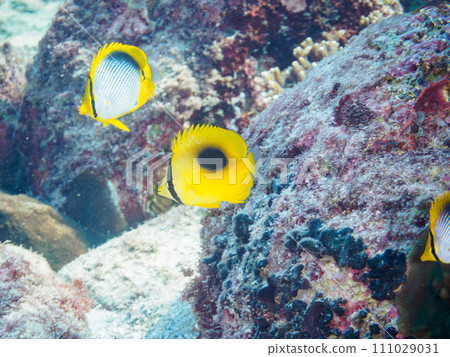 Tropical redfish, Akebono butterflyfish, Yarikatagi (family Butterflyfish) and other groups. 111029031