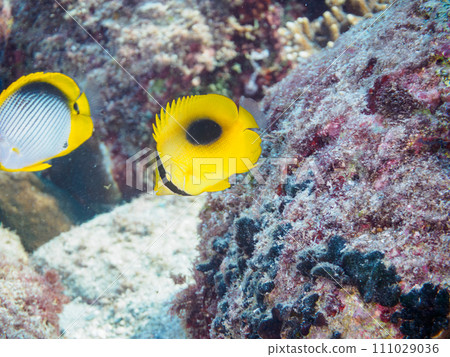 Tropical redfish, Akebono butterflyfish, Yarikatagi (family Butterflyfish) and other groups. 111029036