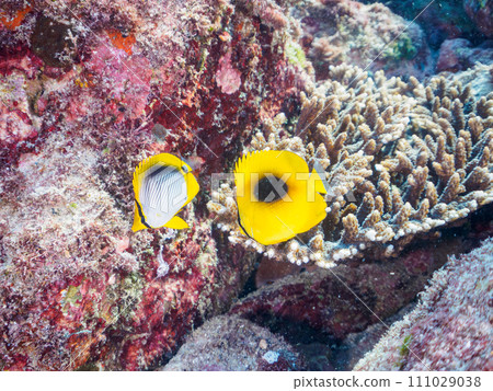 Tropical redfish, Akebono butterflyfish, Yarikatagi (family Butterflyfish) and other groups. 111029038