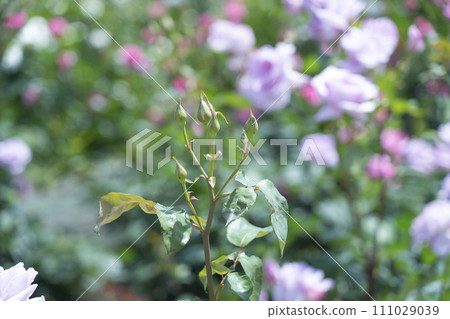 Rose bud Rose bud 111029039