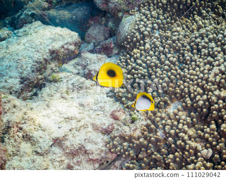 Tropical redfish, Akebono butterflyfish, Yarikatagi (family Butterflyfish) and other groups. 111029042