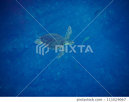 A beautiful and large green sea turtle (family Turtleidae). At Izu Islands-style Nejima Marunegahama, Tokyo. November 2, 2023 A beautiful and large green sea turtle (family Turtleidae). At Izu Islands-style Nejima Marunegahama, Tokyo. November 2, 2023 111029067