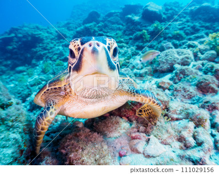 一隻年輕、友善、美麗的綠海龜（海龜科）。位於東京伊豆群島式根島的中之浦海灘。 111029156