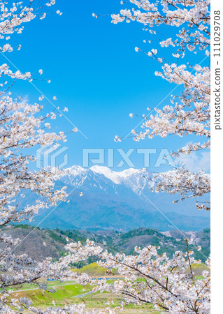 Cherry blossoms and the Central Alps (from Nakagawa Village) 111029708