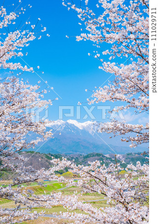 Cherry blossoms and the Central Alps (from Nakagawa Village) 111029711