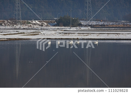 Winter visitors 111029828