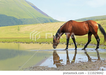 熊本麻生草千里的烏瑪 部分AI生成 熊本麻生草千里的烏瑪 部分AI生成 111029842